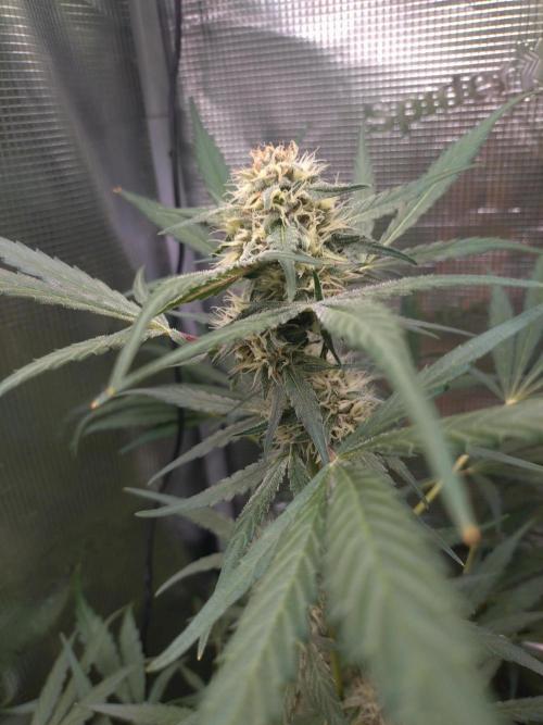 Strawberry Gorilla RF3. Week 8