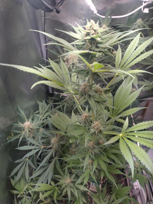Guava Runtz. Week 8