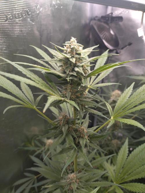 Guava Runtz. Week 8