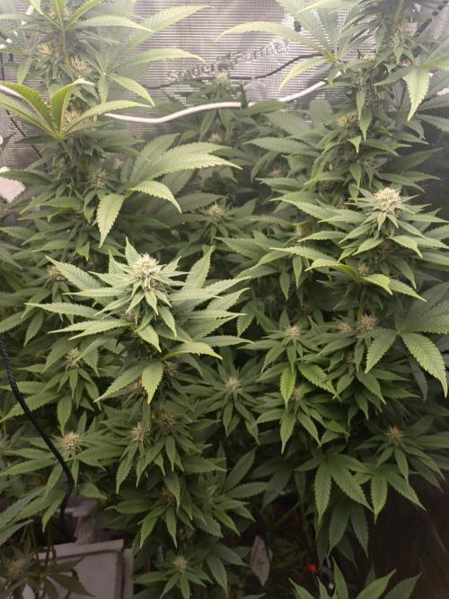 Lemon Mandarin. Week 16