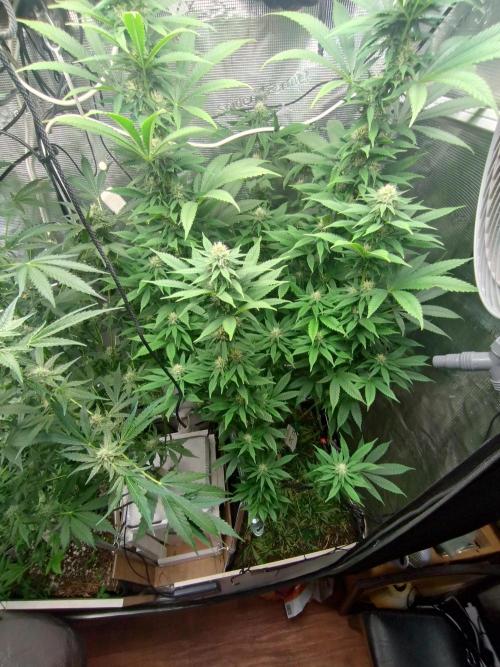 Lemon Mandarin. Week 16