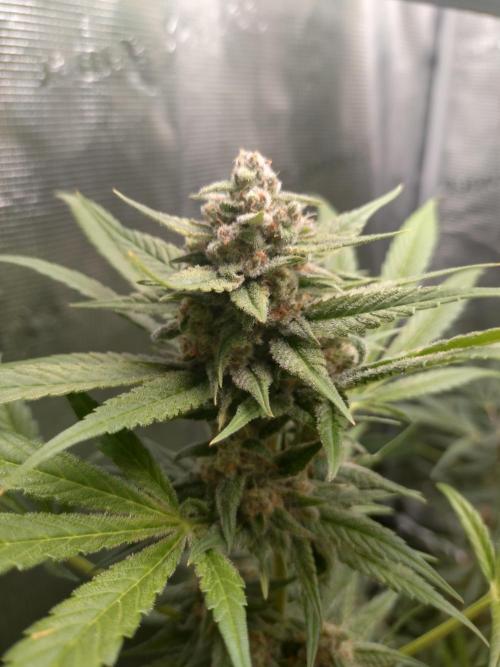 Guava Runtz. Week 9