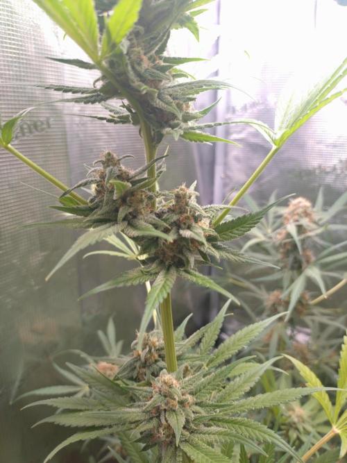 Guava Runtz. Week 9