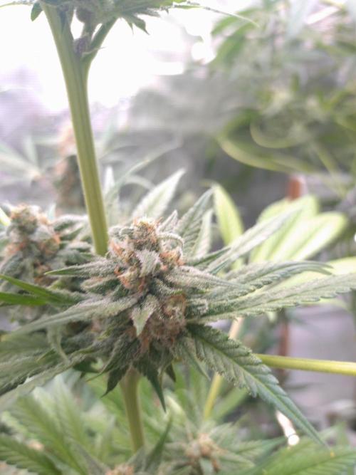 Guava Runtz. Week 9