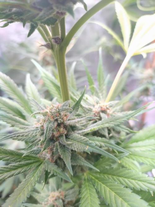 Guava Runtz. Week 9
