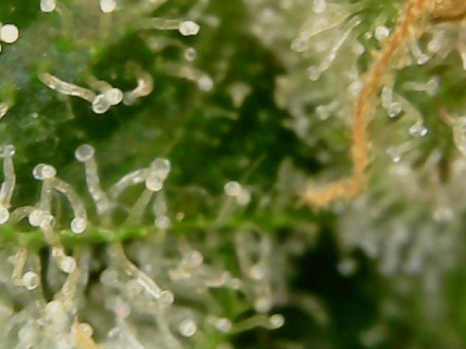 Guava Runtz. Week 9