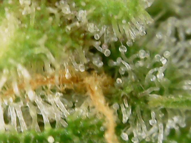 Guava Runtz. Week 9