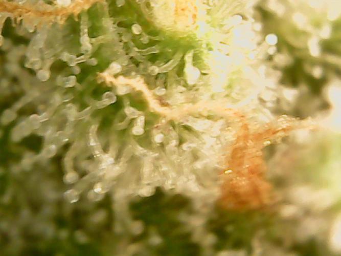 Guava Runtz. Week 9