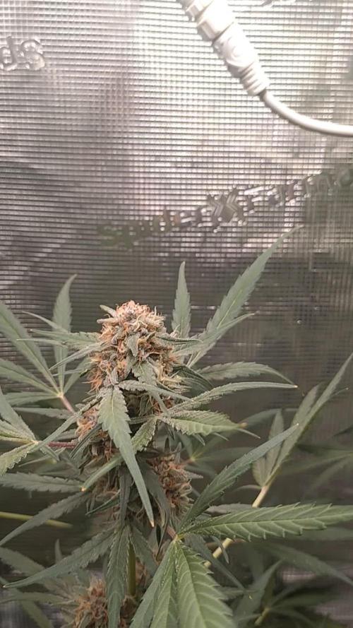 Strawberry Gorilla RF3