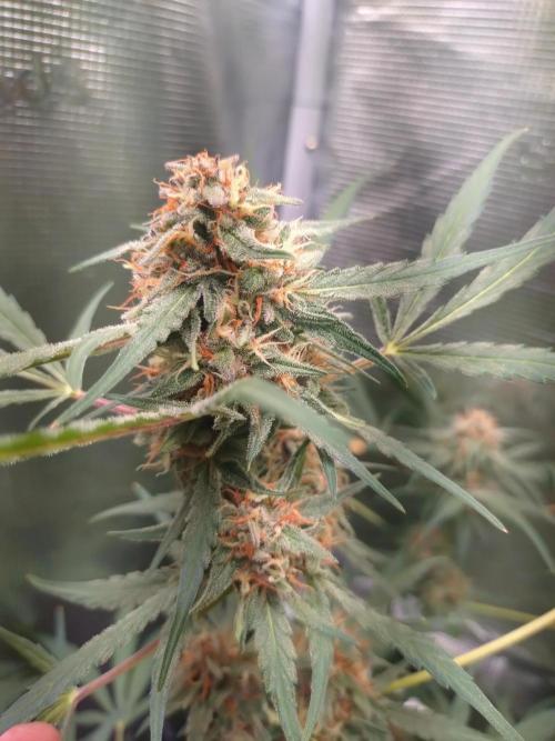 Strawberry Gorilla RF3. Week 9
