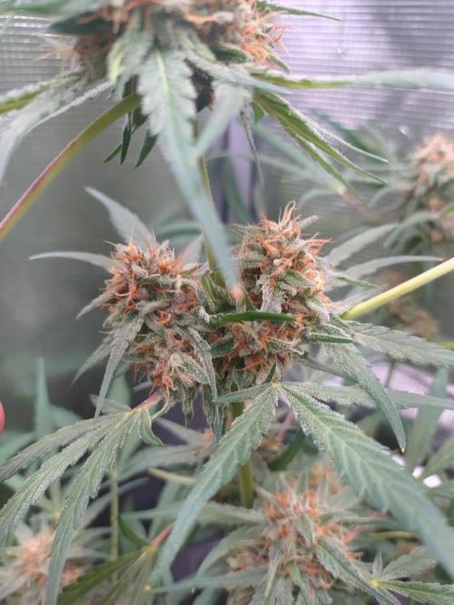 Strawberry Gorilla RF3. Week 9
