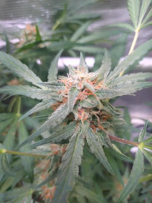 Strawberry Gorilla RF3. Week 9