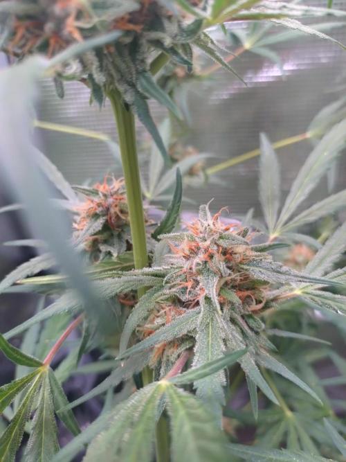 Strawberry Gorilla RF3. Week 9