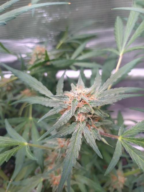 Strawberry Gorilla Auto RF3. Week 9