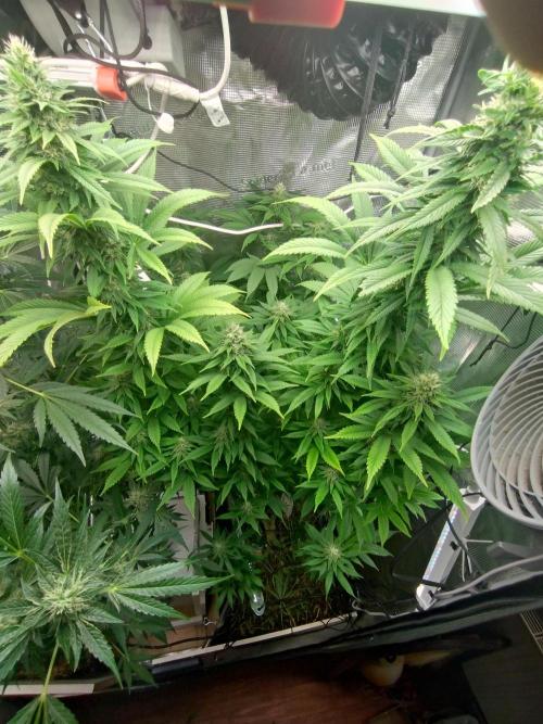 Lemon Mandarin. Week 17