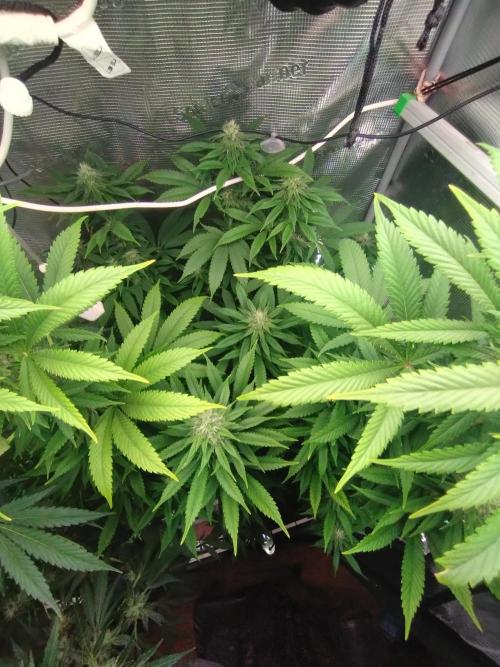 Lemon Mandarin. Week 17