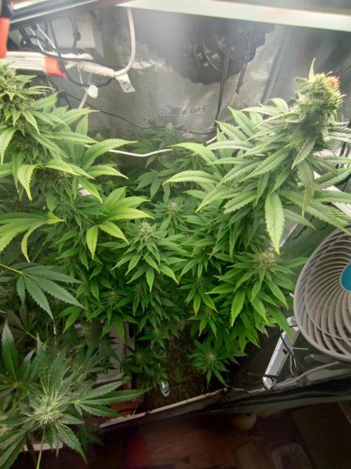 Lemon Mandarin. Week 17