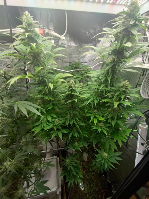 Lemon Mandarin. Week 17