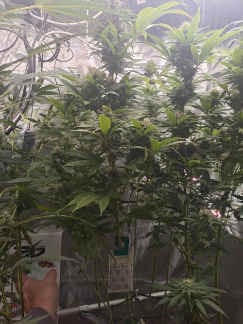 Lemon Mandarin. Week 17