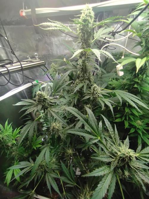 Tropical Butter Sause - DWC. Week 9