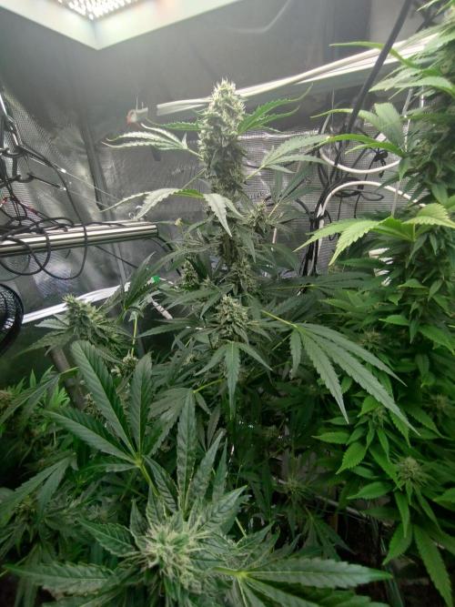 Tropical Butter Sause - DWC. Week 9