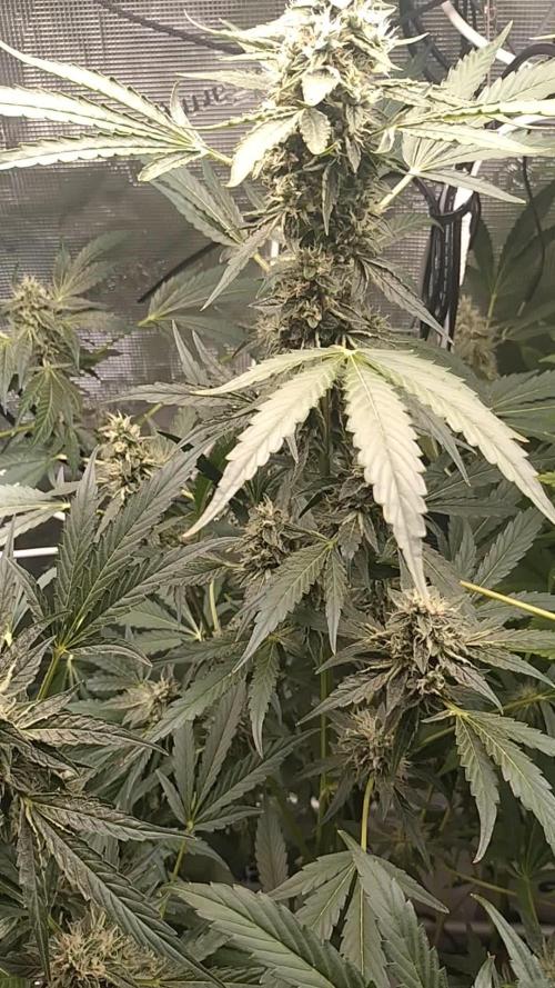 Tropical Butter Sause - DWC