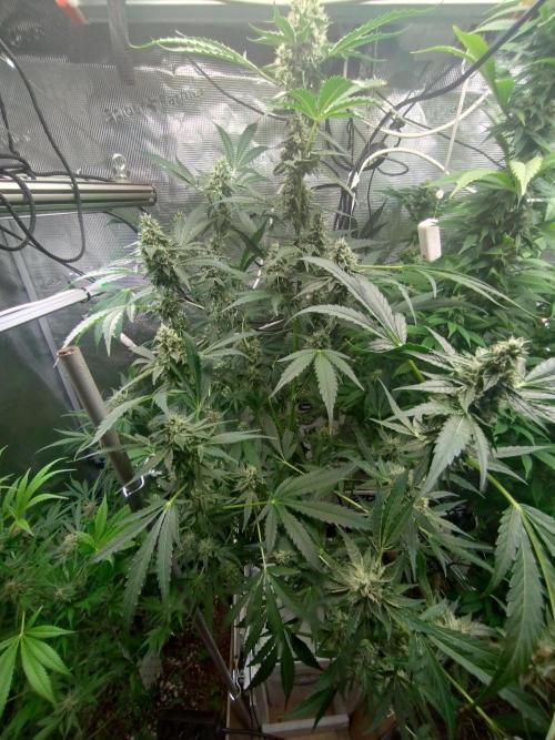Tropical Butter Sause - DWC. Week 9