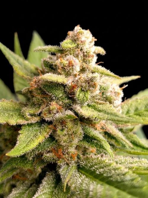 Guava Runtz. Week 10