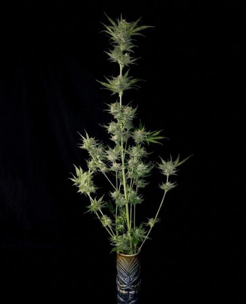 Guava Runtz. Week 11