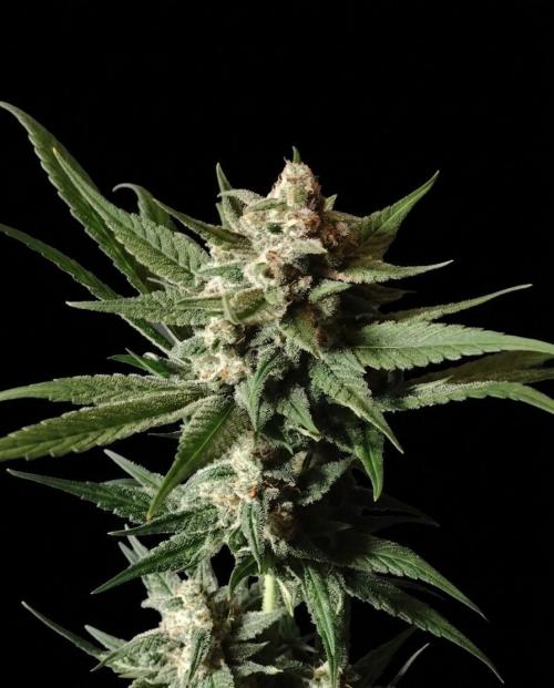 Guava Runtz. Week 11
