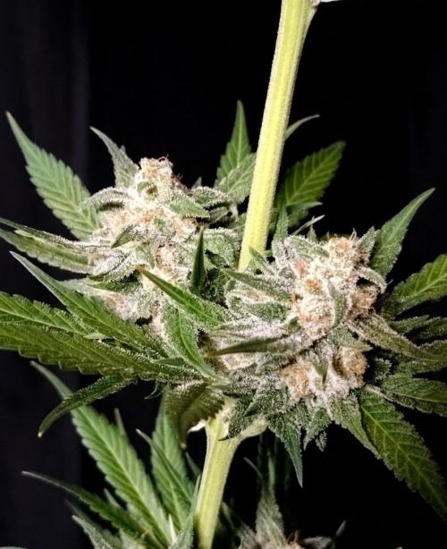 Guava Runtz. Week 11