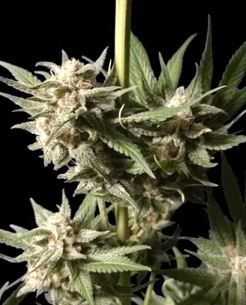 Guava Runtz. Week 11