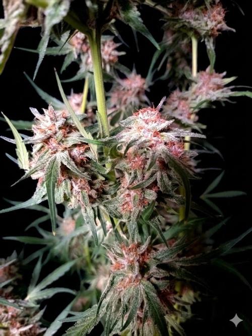 Strawberry Gorilla RF3. Week 10