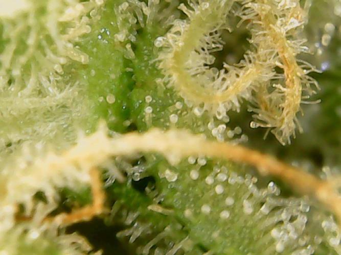 Tropical Butter Sause - DWC. Week 10
