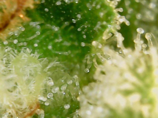 Tropical Butter Sause - DWC. Week 10