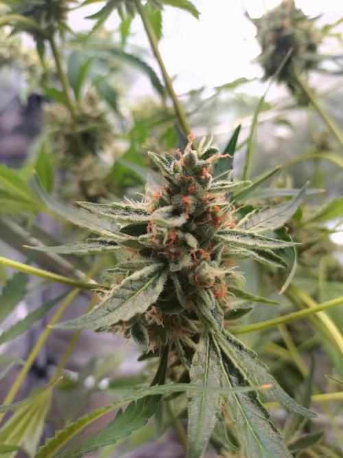 Tropical Butter Sause - DWC. Week 10