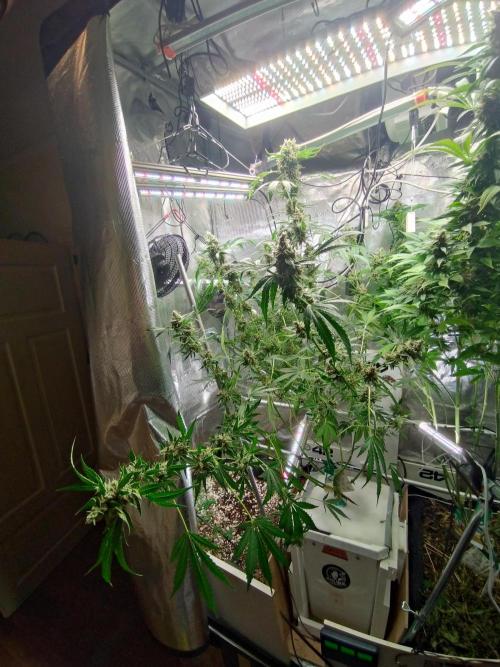 Tropical Butter Sause - DWC. Week 10
