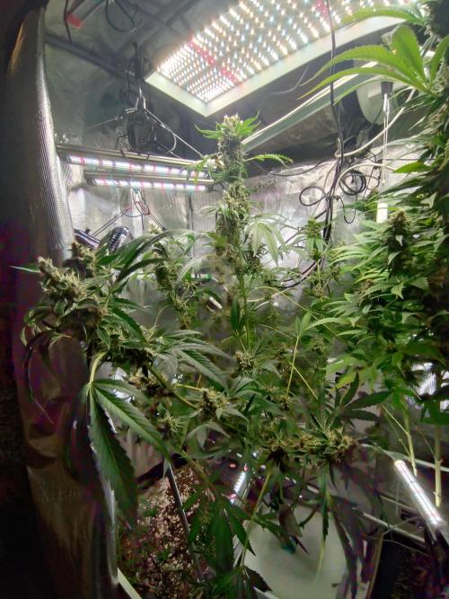Tropical Butter Sause - DWC. Week 10
