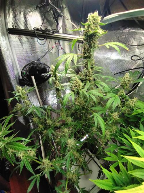 Tropical Butter Sause - DWC. Week 10
