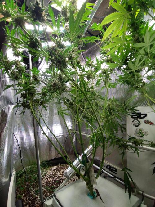 Tropical Butter Sause - DWC. Week 10