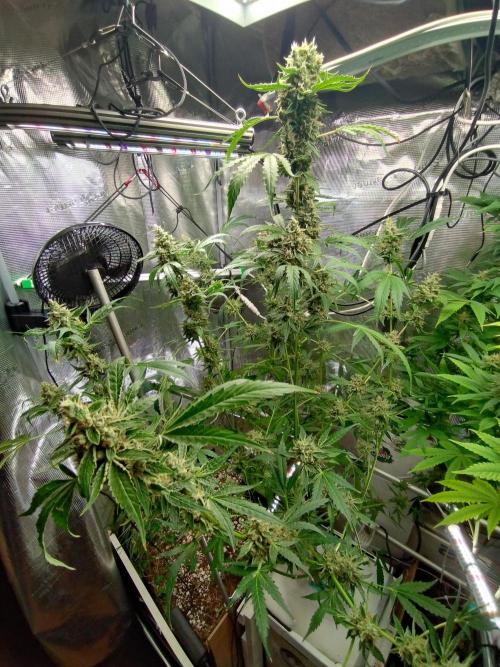 Tropical Butter Sause - DWC. Week 10