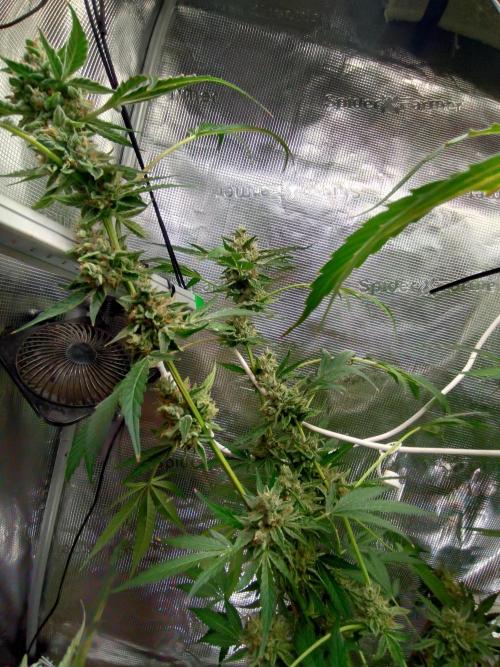 Tropical Butter Sause - DWC. Week 10