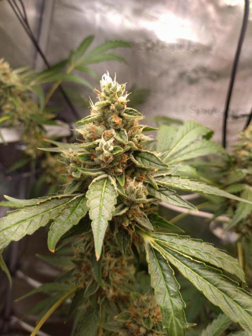 Tropical Butter Sause - DWC. Week 10