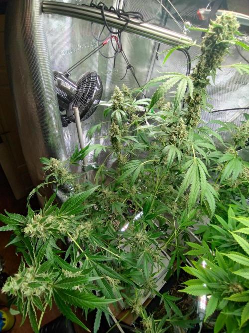 Tropical Butter Sause - DWC. Week 10