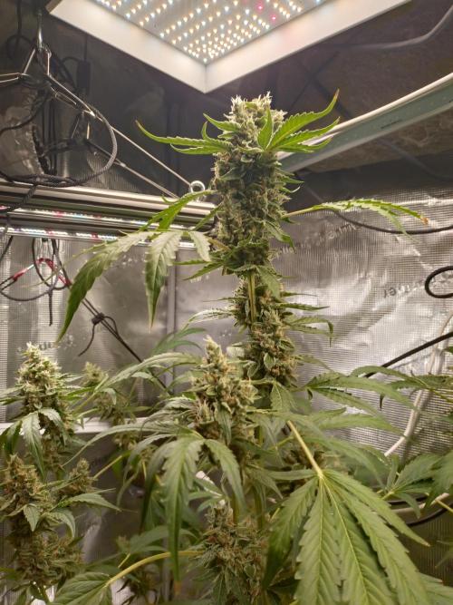 Tropical Butter Sauce. Week 10