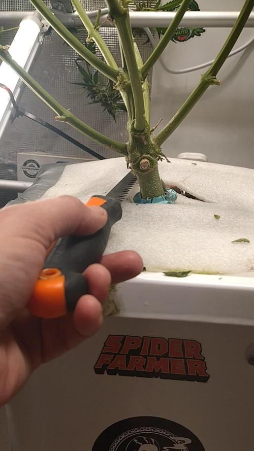Tropical Butter Sause - DWC