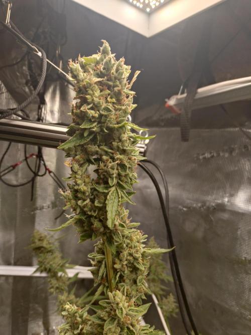 Tropical Butter Sause - DWC. Week 11