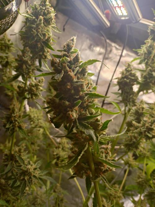 Tropical Butter Sause - DWC. Week 11