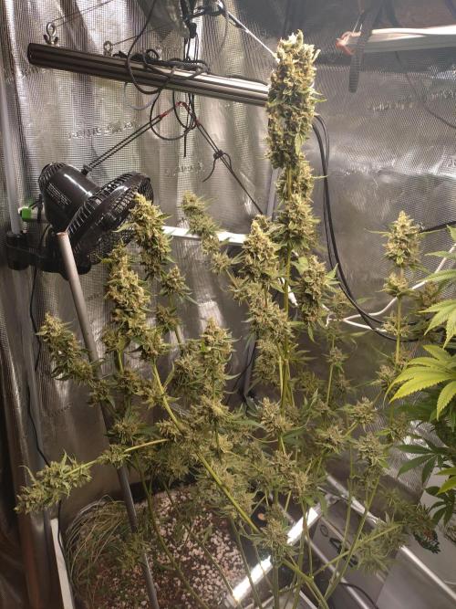 Tropical Butter Sause - DWC. Week 11
