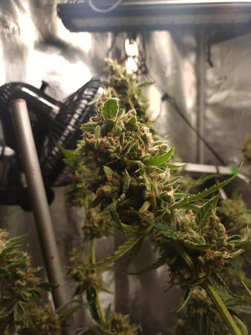 Tropical Butter Sause - DWC. Week 11